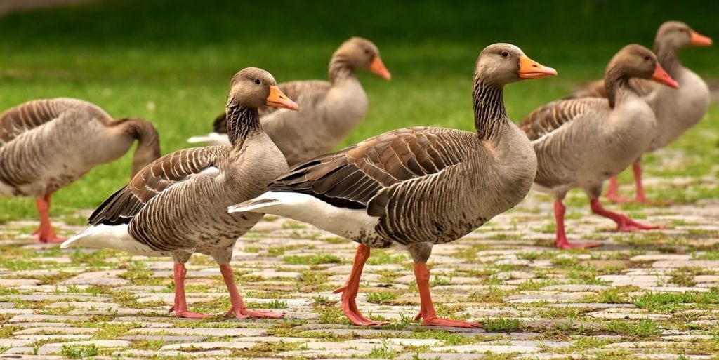 23 Soorten ganzenrassen: een overzicht (met foto's)