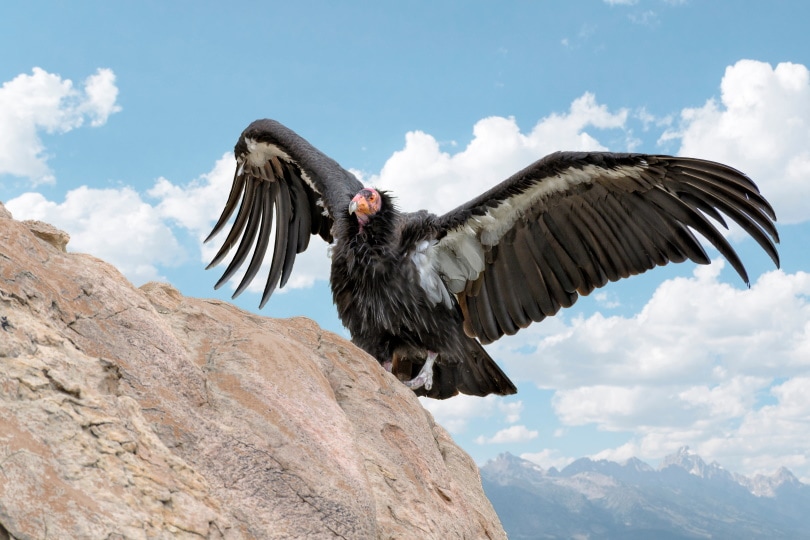 De spanwijdte van de Californische Condor: Hoe groot hij is en hoe hij zich verhoudt tot andere vogels.