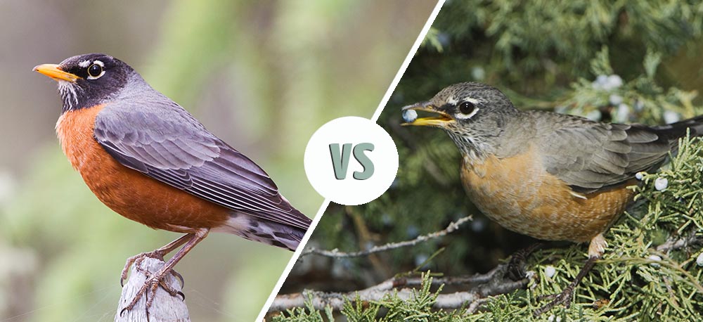 Mannelijke vs. vrouwelijke roodborstjes: hoe ziet u het verschil?