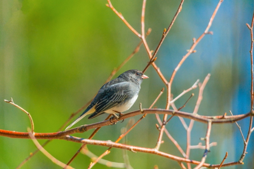 12 Soorten Spotvogels: Een Overzicht (Met Foto's)