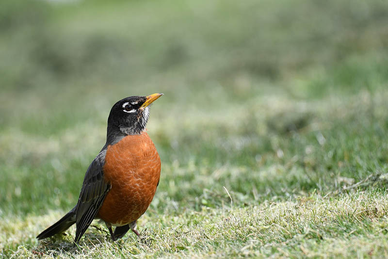 Welke dieren eten roodborstjes? 15 typische roofdieren