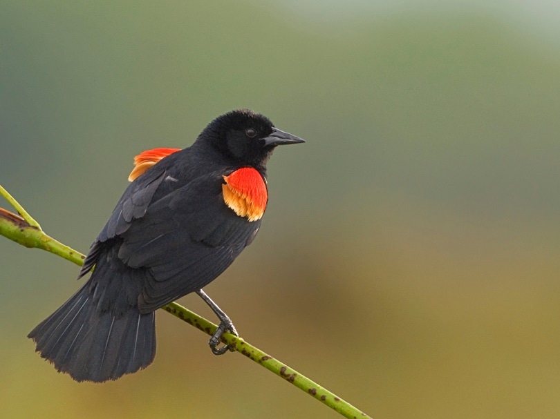 10 soorten zwarte vogels in Texas (met foto's)