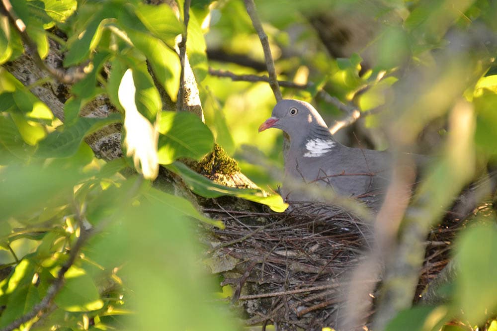 Hoe lang blijven vogels in het nest? Wanneer verlaten de kuikens het nest?