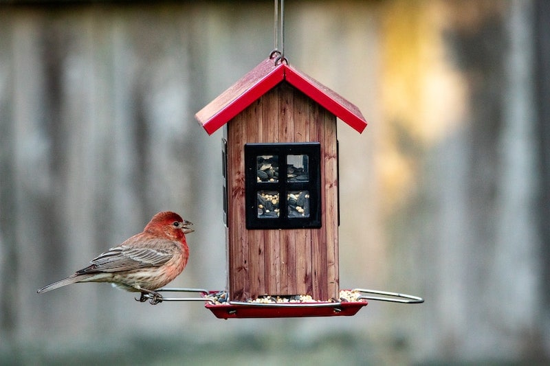 Houden vogels van hangende vogelhuisjes? Zijn ze de beste optie?