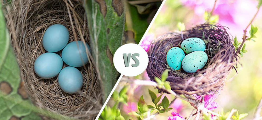 Eieren van spreeuwen vs. roodborstjes: hoe zie je het verschil?