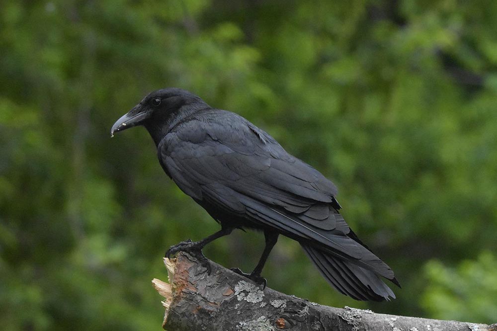 14 soorten zwarte vogels in Wisconsin (met foto's)