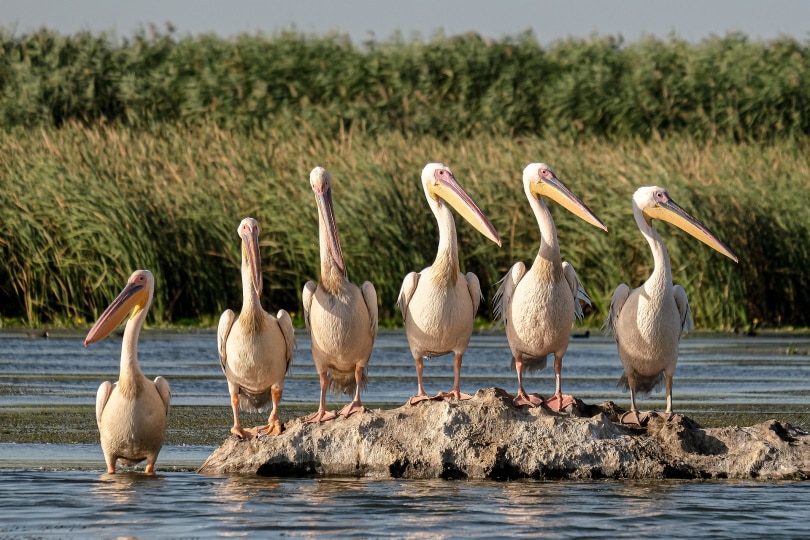 5 vogels met de grootste spanwijdte ter wereld (met foto's)