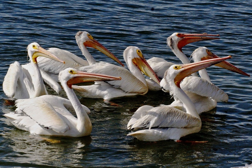 30 watervogelsoorten in Florida (met foto's)