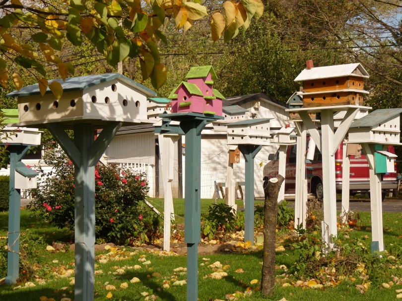 8 Soorten vogelhuisjes: Welke is geschikt voor u? (Met foto's)