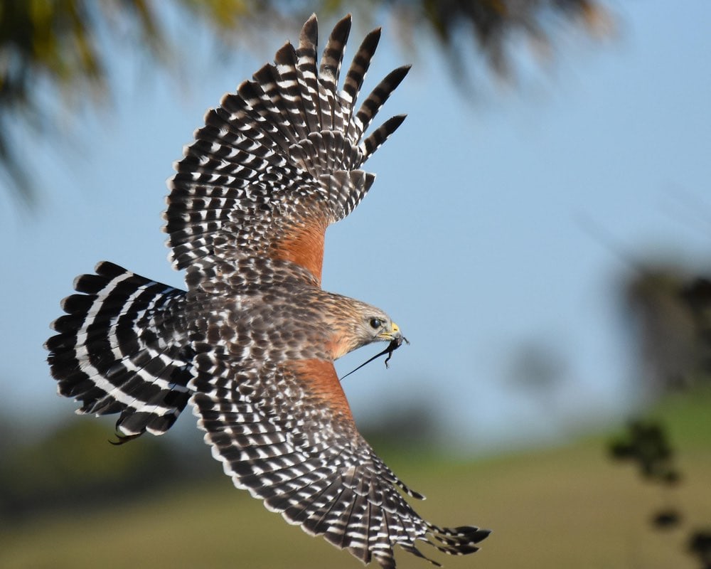 De spanwijdte van de havik: Hoe groot hij is en hoe hij zich verhoudt tot andere vogels.