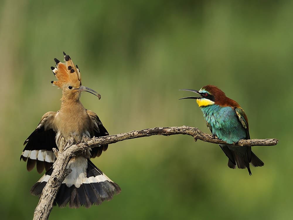 Paren vogels met andere soorten (kruisingen)?