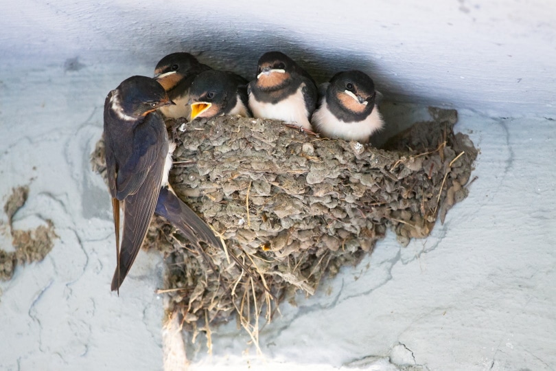 12 Vogels die moddernesten maken (met foto's)