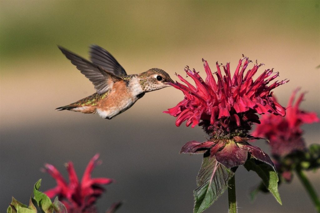 Op welk moment van de dag eten kolibries? Hoe vaak eten ze?