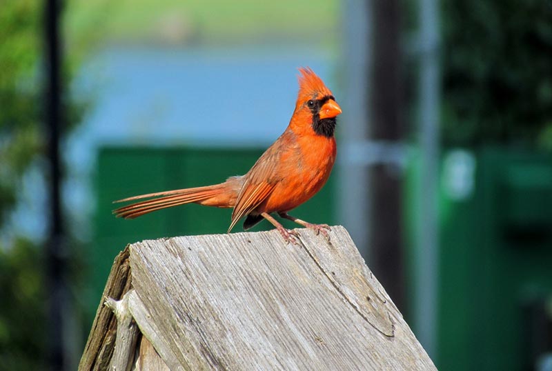 5 DIY kardinaal vogelhuisje plannen die je vandaag kunt maken