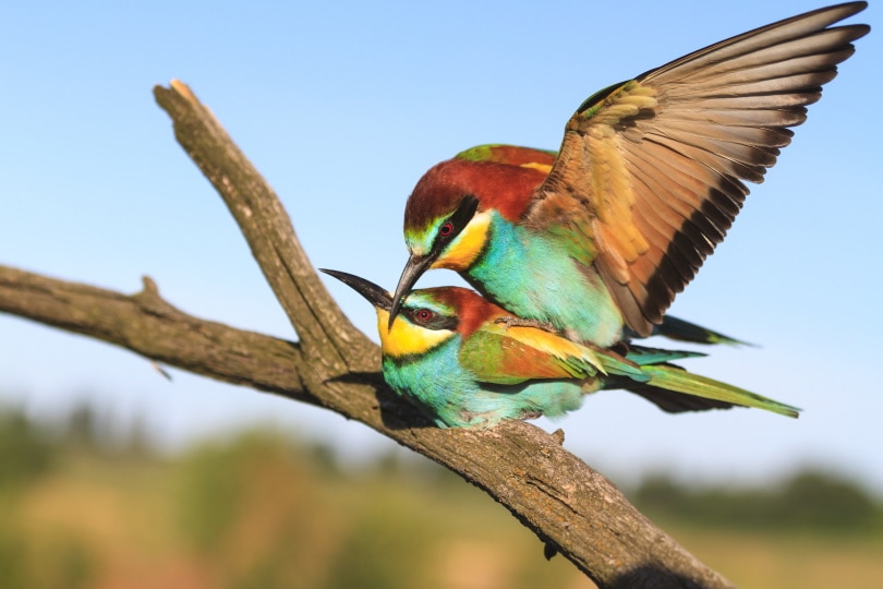 Hoe paren vogels? (Verkering, rituelen en seks)