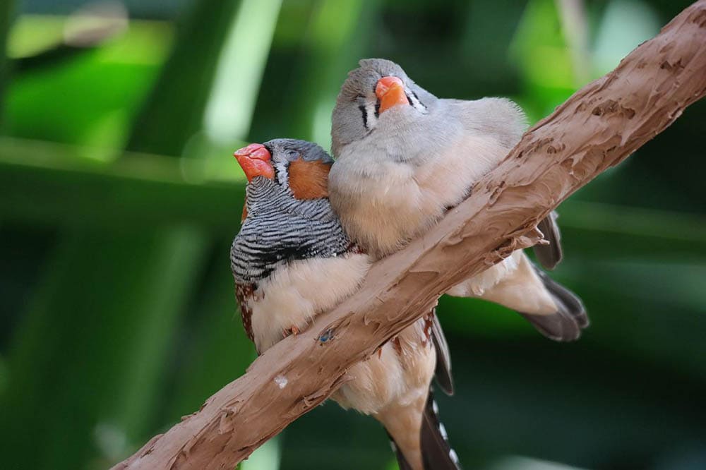 Slapen vogels met hun ogen open? Hoe zit het met één oog?